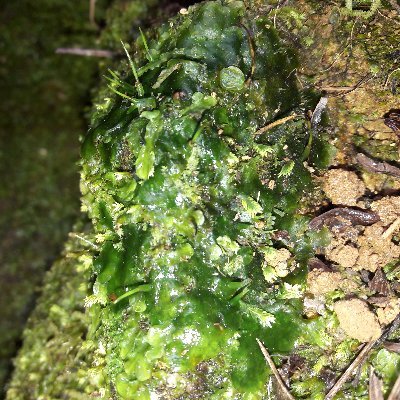 Dominican 🇩🇴| Becoming a biologist🍃| Exploring biodiversity one gametophyte at a time🔬|The bryophytes rules💚 Ferns💚 | Lycophytes💚 |He/Him🌿