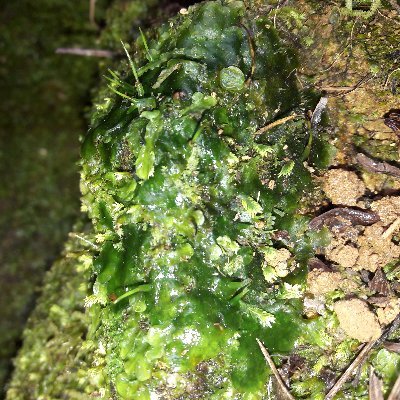 Dominican 🇩🇴| Becoming a biologist🍃| Exploring biodiversity one gametophyte at a time🔬|The bryophytes rules💚⛰ Ferns | Lycophytes |He/Him🏳️