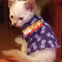 肉球パンチ情報局 (@nikupanjyoho) 's Twitter Profile