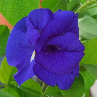 「くにつく」が消滅したので…盟友樣を眞似て、始めてみました(^_^ゞ
趣味性(📖歴史🐴馬🌸植物🌃天文🗾氣象🐞虫🐍小動物🚃鐵道…)の呟きが殆どに為ると思います( ̄▽ ̄;)