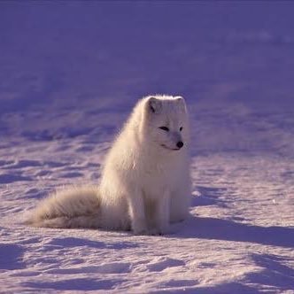 skoolguitar's profile picture. 業者垢にフォローされまくりブロックがめんどくさくなってそのまま今に至る。あとでかい犬、動物、音楽好きです🐕