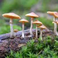 Microdosing-In-BC (@microdosingb) 's Twitter Profile