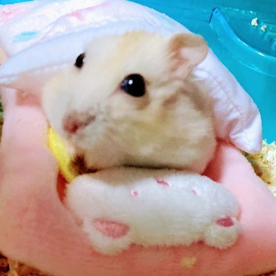 GahahaPapa's profile picture. 船3、5、9でのんびり気ままに活動中～(キャラのデイリー消化で ほぼ終わります) ほとんどﾂｲもしませんが(笑)
ぷそ最近ログインしてません(休止中)
最近はハム日記化してるTwitterだったりw
基本土曜、日曜日はTwitter見てません
。(笑
雑用アカウントで色んな事呟きます(汗💦
