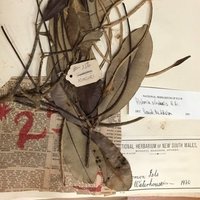 The Herbarium Tales (@herbariumtales) Twitter profile photo