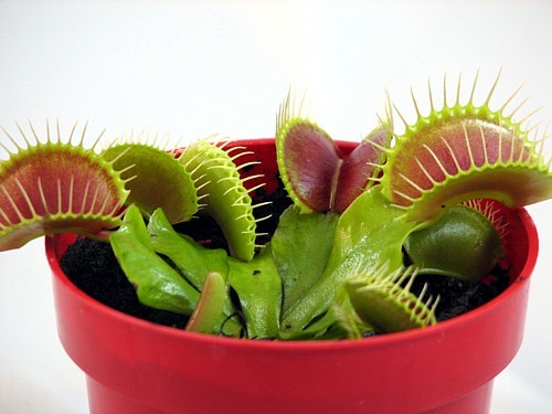 I'm a venus flytrap. I love tanning and people food.