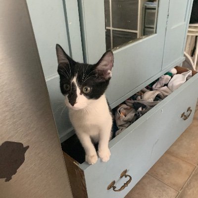 Shelley_JB's profile picture. Science teacher, mum to 3 sporty kids, loves being in the sea!