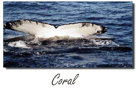 Coral, a mature male, was born in 1988 to Silver. Easily identified by the rake marks on his flukes, it is thought that he survived an orca attack as a calf.