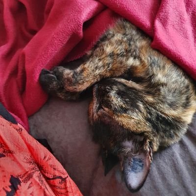 JudithBordeyne's profile picture. 