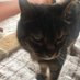 Poptunes (@catofbengals) Twitter profile photo Poptunes (@catofbengals) Twitter profile photo