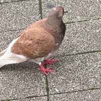 あずさ2号 (@0114_aaaaaa) Twitter profile photo