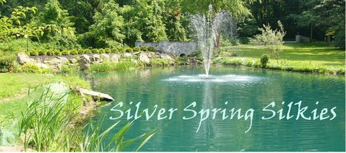 Silverspring16's profile picture. 