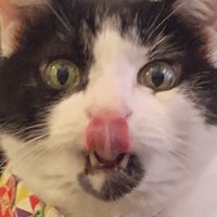 おすんしぃ🍣 (@oponpontotonton) 's Twitter Profile Photo