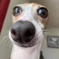 Nemo ☸️ (@nothingelsecl) 's Twitter Profile