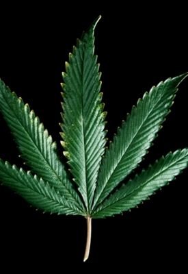 twegyment's profile picture. Twegyment