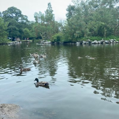 lilyscafesligo's profile picture. 