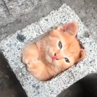 หาบ้านให้น้องแมว III (@habanmeow) 's Twitter Profile Photo หาบ้านให้น้องแมว III (@habanmeow) 's Twitter Profile Photo