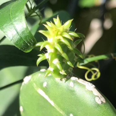 __wallflowerzz's profile picture. 🎧🎪🧘‍♀️🛼🧋🥟🎫🔮