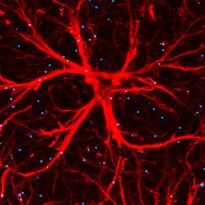 Assistant Professor @UF_Pharmacology/@UFCTRND. Defining synapses & circuits altered in CNS disorders. Opinions are my own. Former @WCNDD_TN @DukeWestLab/@uabsom