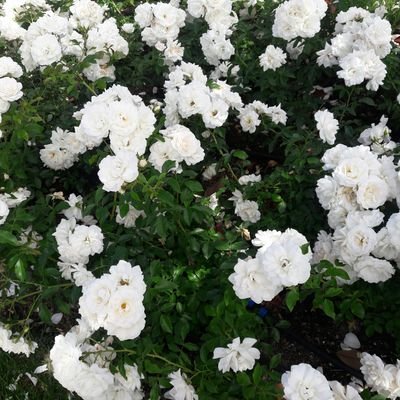 zeynepganiolu's profile picture. Zeynep Ganioğlu