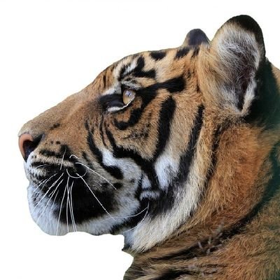 vaguinhodeneves's profile picture. 