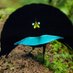 The Species Files (@filesspecies) Twitter profile photo The Species Files (@filesspecies) Twitter profile photo