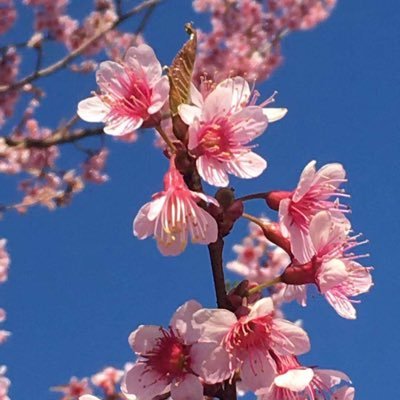 Pankemao1's profile picture. 走遍千山万水