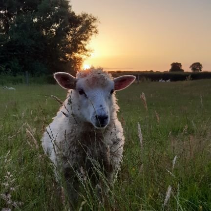 Gourmet Goatling & Lambwath View Flock