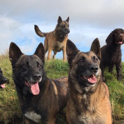 ManachainO's profile picture. ❤️Dogs. sin é🐕‍🦺