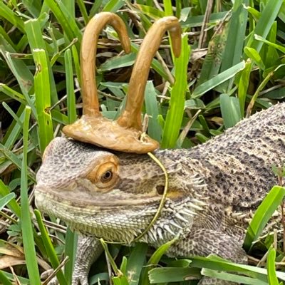 Three bearded dragon rescues now, living the dream in FL after some pretty traumatic backgrounds. “Sibling” geckos of other species complete the mad house💚