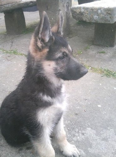 Kikerdv's profile picture. Zorro Galego-Tibetano