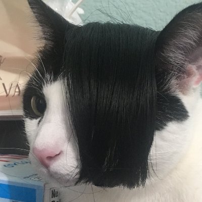 Mazapan😺☕さんのプロフィール画像