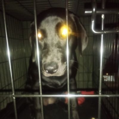 Mariano58437743's profile picture. Dog