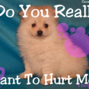 lauren burson - @NoAnimalAbuse9 - Twitter