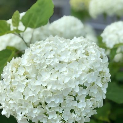 gumiguminiko's profile picture. 2020年術後、希少ガン（小腸原発gist）診断、高リスク→イマチニブ3年服用後休薬→2024年大腸転移腹膜播種有→薬再開　好きな事から元気頂いてます🌷 手作り大好き💞あちこち読み逃げ&無言フォローお許し下さい🙏🍀