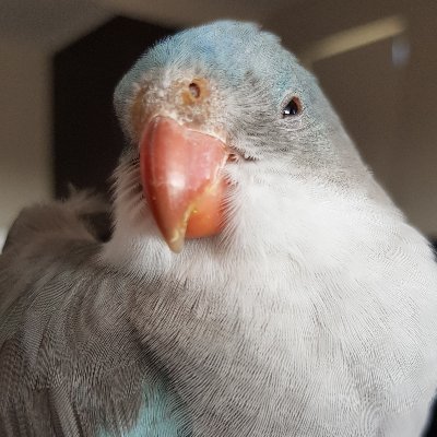 I'm Max, a 24 year old blue princess parrot who is feral but cute. Also on Instagram, TikTok and YouTube (I'm a busy bird!)