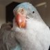 Max The Blue Princess Parrot (@feralbutcute) Twitter profile photo