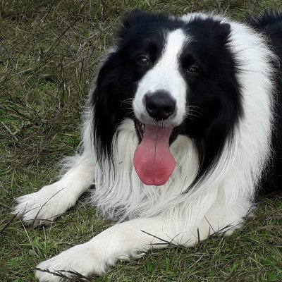 Amante de los peludos 🐾🐶 27 años, cualquier perrito de la calle merece una caricia. Graduado en letras.