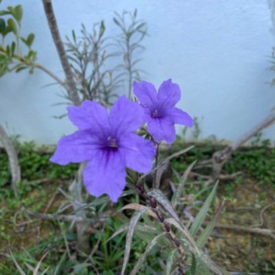 unconquerable__'s profile picture. I am here in Twitter because it is quiet - as in not many followers I got. Reserved.