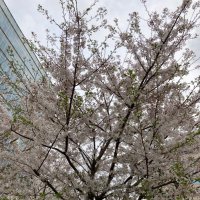 ワカ (@1608_lily) 's Twitter Profile