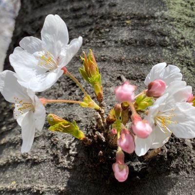 櫻井さんのプロフィール画像