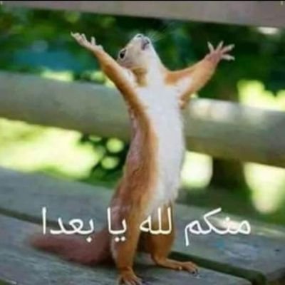 PhRefaatMahmoud's profile picture. 