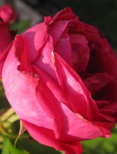 element14garden's profile picture. element14 Garden is located at
4801 N Ravenswood in Chicago.
We grow organic food and flowers
to support Ravenswood Community Services. 
Go Green!