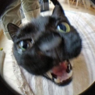 MEOW!!さんのプロフィール画像