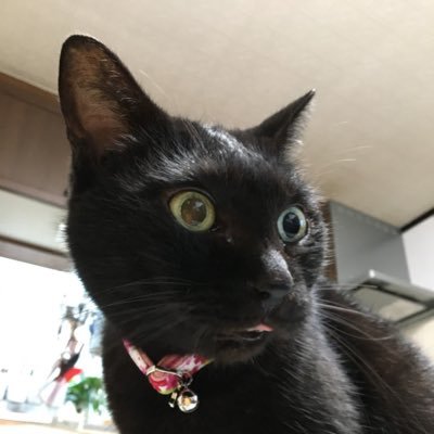 ZZuratan's profile picture. 30代英語勉強中 エンジニア レアジョブ2年継続で英語でなんとか打合せできたが、英語の基礎が足りない事を実感。毎日の学習をつぶやく 目標TOEIC800、好きな事で稼ぐ