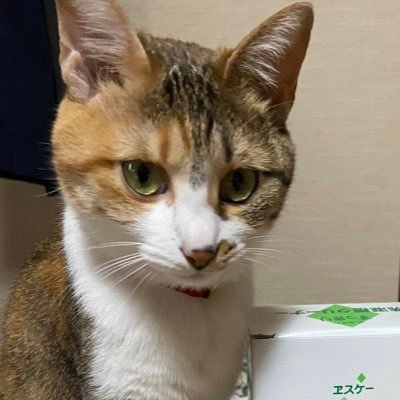 秋田県南在住です。 ﾓﾗﾊﾗ娘は勘当。猫はﾓﾗ娘が連れて行きました。 