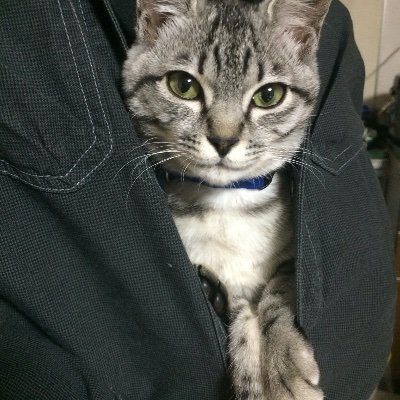 Liar11241's profile picture. Metal、Guitar、猫が好き！
気がついたら罪プラがとんでもないことに！