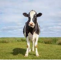 Maar Wierd weet dingen (@fraudedesk) 's Twitter Profile