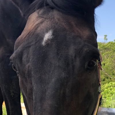 馬に関するニュースや豆知識などを毎日更新🐴✨乗馬を始めて15年以上🏇馬を身近に、馬をもっと知ってもらうために、乗馬や競馬に限らず馬に関わる様々な情報を投稿していきます😊よろしくお願いします！