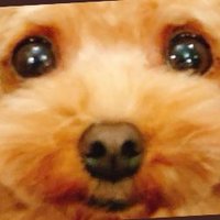 めめっち(@melomeroegg) 's Twitter Profile Photo