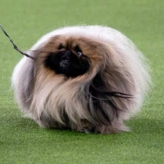 DottyEllipsis's profile picture. an American sharpshooter starring in Buffalo Bill's Wild West show